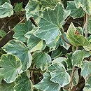 Hedera helix Zebra