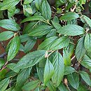 Cotoneaster salicifolius (irga wierzbolistna)