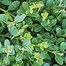 Buxus microphylla John Baldwin