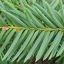 Taxus baccata Nissens Corona
