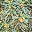 Taxus baccata Fastigiata Robusta