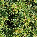 Picea abies Little Gem