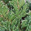 Juniperus horizontalis Blue Chip