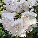 Rhododendron oreodoxa var. fargesii