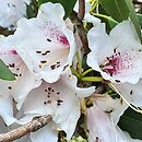 Rhododendron ×planetum