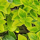 Euonymus fortunei Gold Tip