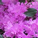 Rhododendron hort. PJM Regal