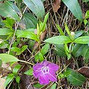 Vinca minor Multiplex