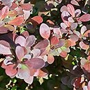 Berberis thunbergii Atropurpurea Nana