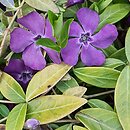 Vinca minor Atropurpurea