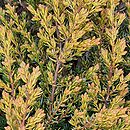 Juniperus communis Goldschatz