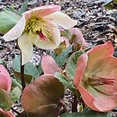 Helleborus ×glandorfensis (ciemiernik glandorfski)