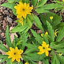 Anemone ranunculoides Flore Pleno