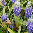 Muscari armeniacum Touch of Snow