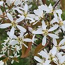 Amelanchier ×lamarckii (świdośliwka Lamarcka)