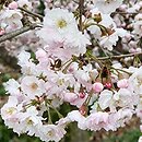 Prunus subhirtella Dahlem