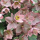 Helleborus Pennys Pink