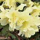 Rhododendron hort. Patty Bee