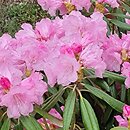 Rhododendron hort. Grupa '3b Degronianum (Metternichii)'