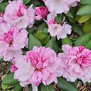 Rhododendron hort. Aprilleuchten