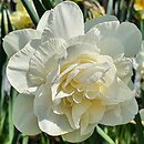 Narcissus Obdam