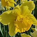 Narcissus Carlton