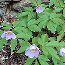 Anemone nemorosa Robinsoniana