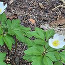 Anemone nemorosa Wilks' Giant