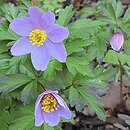 Anemone nemorosa Blue Queen
