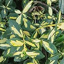 Euonymus fortunei Interbolwi