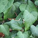 Hedera colchica Dentata