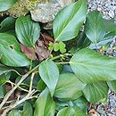 Hedera colchica Arborescens