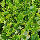 Euonymus fortunei E.T.