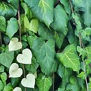 Hedera colchica Sulphur Heart