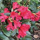 Rhododendron hort. Gertrud Schäle