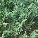 Chamaecyparis nootkatensis Compacta