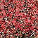 Acer palmatum Wilson's Pink Dwarf