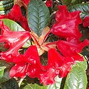 Rhododendron hort. Antje