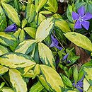 Vinca minor Cahill