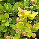 Berberis thunbergii Goldalita