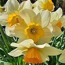 Narcissus Eastern Dawn
