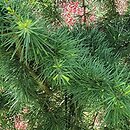 Cedrus deodara (cedr himalajski)