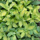 Sedum hort. Autumn Delight