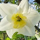 Narcissus Papillon Blanc