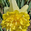 Narcissus Full House