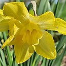 Narcissus Dickcissel