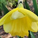 Narcissus Relentless