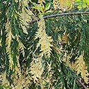 Chamaecyparis nootkatensis Gloria Polonica