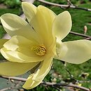 Magnolia Gold Star