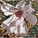 Magnolia Pink Glory